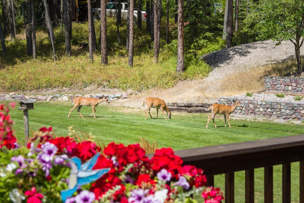 Meadow Lake View Bed And Breakfast Columbia Falls Exteriör bild